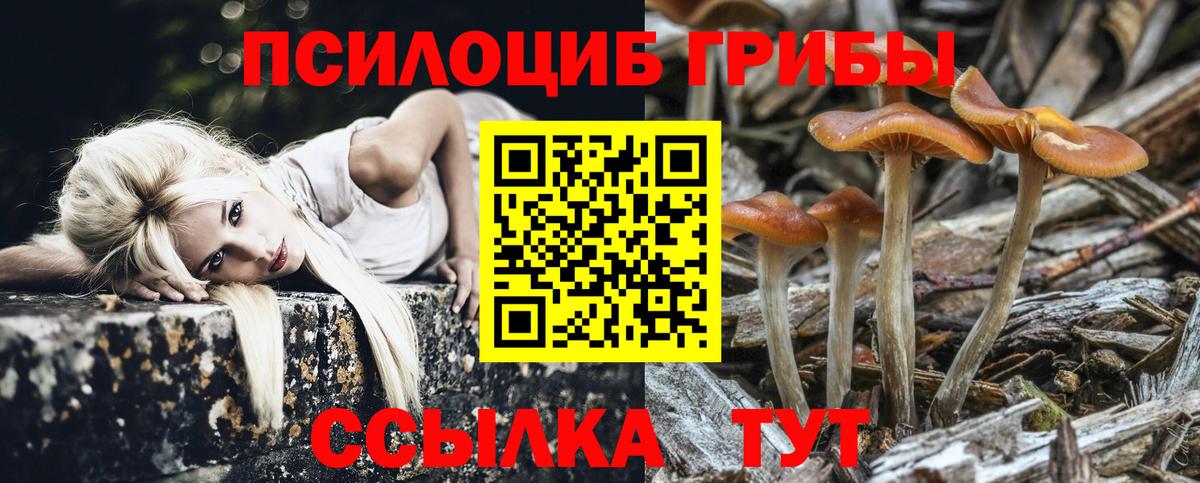 где купить наркоту  Вход с VPN  Истра  Галлюциногенные грибы Psilocybine cubensis 
